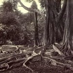 giant-ubber-tree_-ceylon