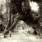 old-fig-tree-on-the-galle-road-near-kalutara