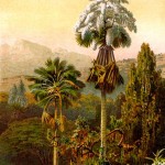 talipot-palm-ceylon