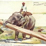 1893-elephant-at-work-in-ceylon