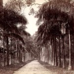 ceylon-paredenya-palms-colombo_late-1890