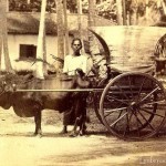 native-bullock-hackery_-late-1800_s